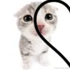 vixo_7878