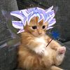 gato_conquest