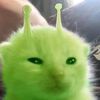 gatosaturno2995