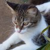 dennery26