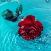 user8037827283914