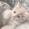 kitwww_iq