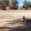 mhayjiba_lakhdar