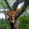 lionsleeps0