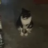 orvbr