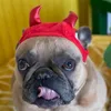 glasgowfrenchie
