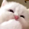 kyakira4