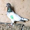 zeeshan.khan60550