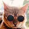 bengal.com.my007