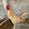 Dai _phu_58