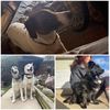 husky_an_mutts
