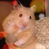 dysrqvyedqsr