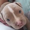 Aaliyah the Bully