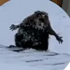 fuccatsumii