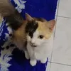 sharinaderaman221
