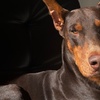 cronosthedobie