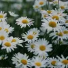 hopsydaisies