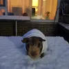 william_dang1610