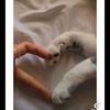rayanuddin33