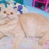 kittycitocipucipa