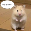 zizon_hamster