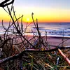 strandhafer0