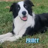 prince.bordercollie