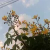 nguyentthao1985