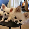 punkrabbit419