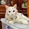 tinnydesk