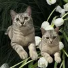 dolceamore__