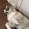 wolfythehuskyofficial