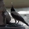 mohammeth_101