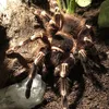lischa0815