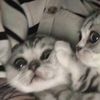 random_animallovers
