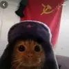 gatinhaa_comunista