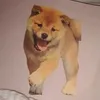 doyasa_koyasa