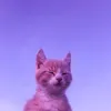 rfegprdta