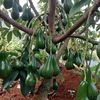 sari.wiromartan