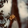 jasmine9_09
