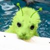sealsoftie