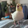 bigfriendlylez