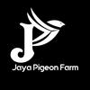 jayapigeonfarm