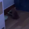 _rast_tt_