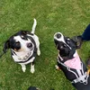 jackandnoodle