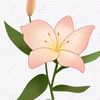 lyly12_35