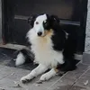 owen.bordercollie