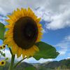 allamanda07