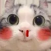 bnocni
