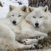 wolf0.1